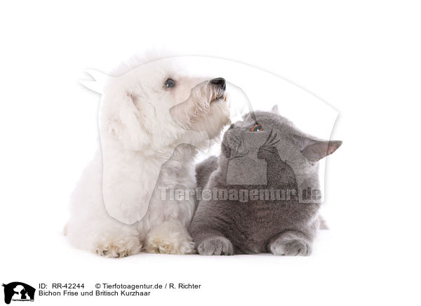 Bichon Frise und Britisch Kurzhaar / Bichon Firse an British Shorthair / RR-42244