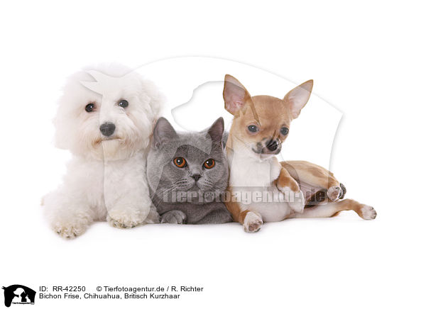 Bichon Frise, Chihuahua, Britisch Kurzhaar / Bichon Frise, Chihuahua, British Shorthair / RR-42250