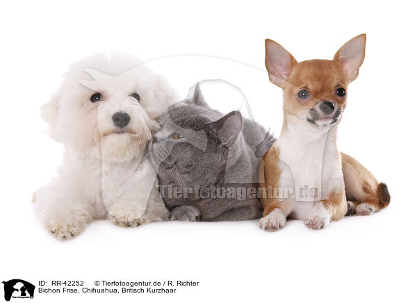 Bichon Frise, Chihuahua, Britisch Kurzhaar / RR-42252