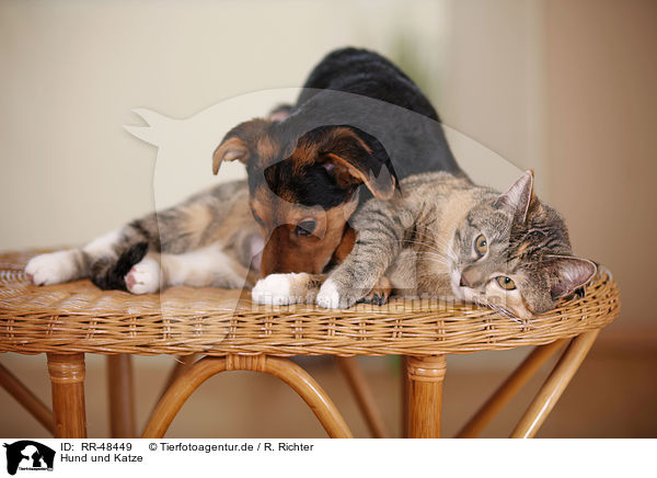 Hund und Katze / RR-48449