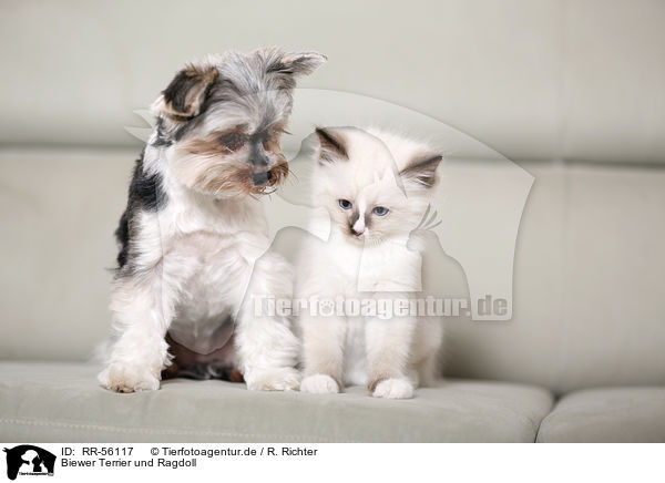 Biewer Terrier und Ragdoll / RR-56117