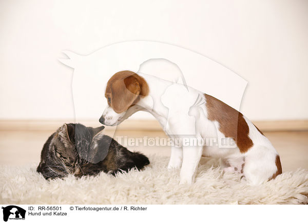 Hund und Katze / RR-56501
