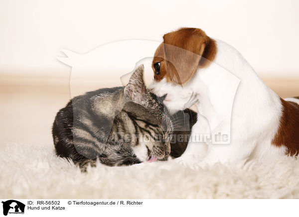 Hund und Katze / RR-56502