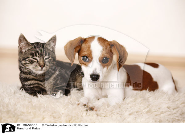 Hund und Katze / RR-56505