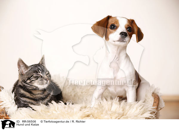 Hund und Katze / RR-56506