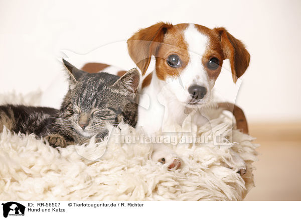 Hund und Katze / RR-56507