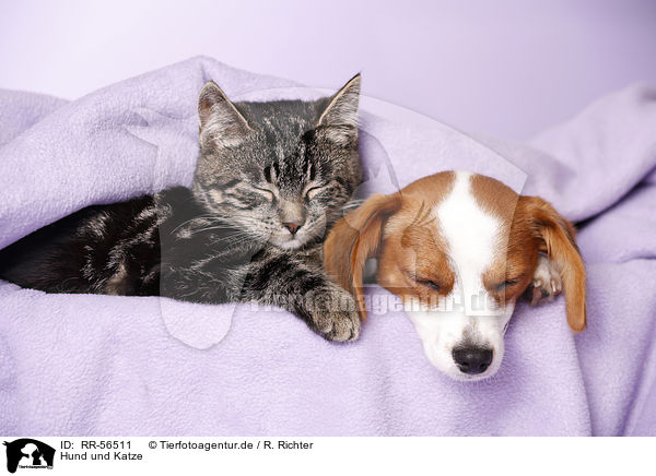 Hund und Katze / RR-56511