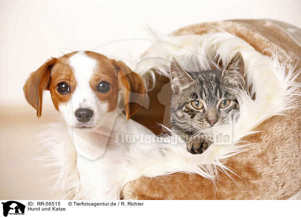 Hund und Katze / dog and cat / RR-56515