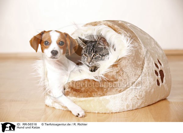 Hund und Katze / dog and cat / RR-56516