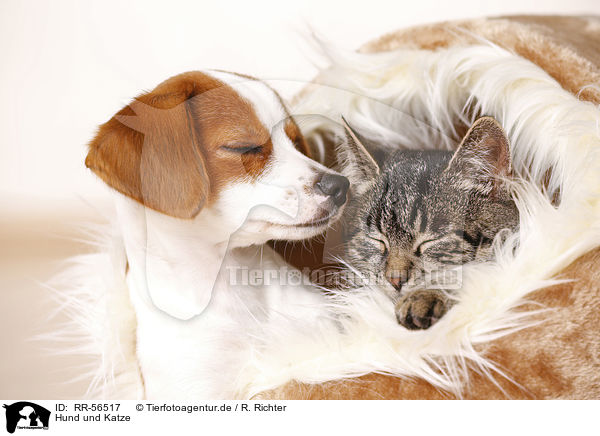 Hund und Katze / RR-56517