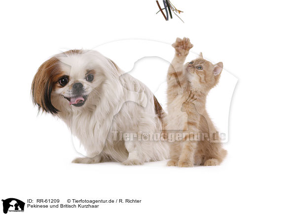 Pekinese und Britisch Kurzhaar / Pekingese and British Shorthair / RR-61209