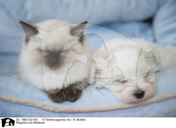 Ragdoll und Malteser / Ragdoll and Maltese / HBO-02180