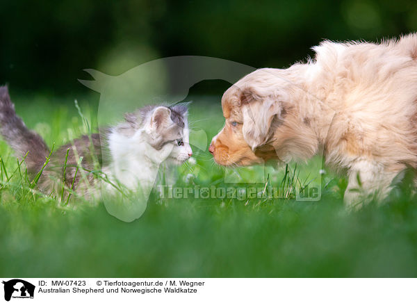 Australian Shepherd und Norwegische Waldkatze / MW-07423