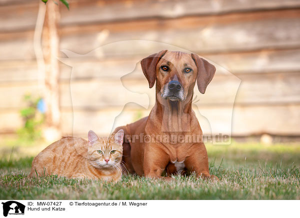 Hund und Katze / MW-07427