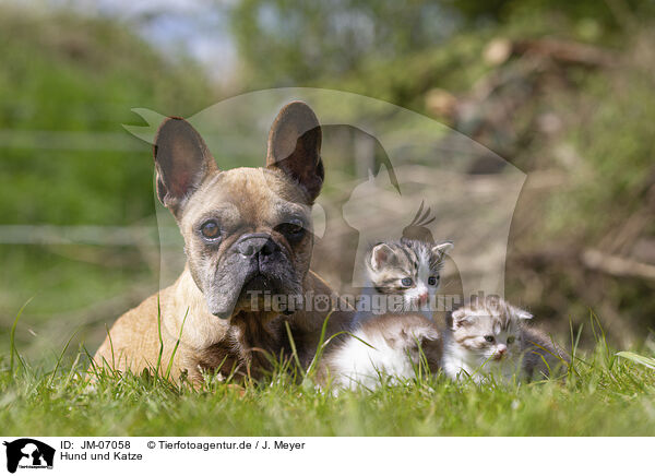 Hund und Katze / JM-07058