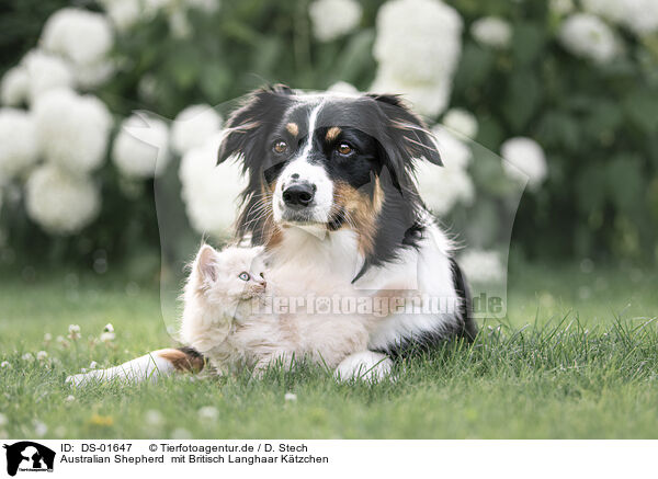 Australian Shepherd  mit Britisch Langhaar Ktzchen / Australian Shepherd with British Longhair Kitten / DS-01647