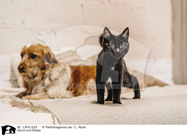 Hund und Katze / dog and cat / LR-01223