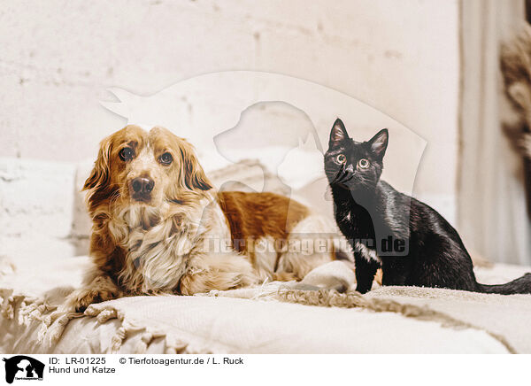 Hund und Katze / dog and cat / LR-01225