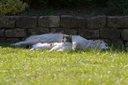 Hund und Katze