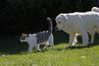 Hund und Katze