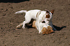 Hund und Katze beim Spielen