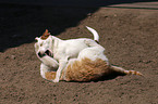 Hund und Katze beim Spielen