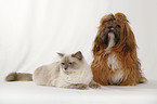 Shih Tzu & Ragdoll