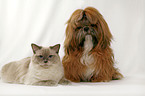 Shih Tzu & Ragdoll