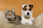 junger Jack Russell Terrier und Katze