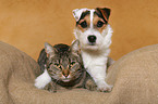 junger Jack Russell Terrier und Katze