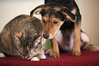 Hund und Katze