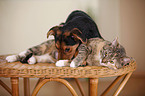 Hund und Katze