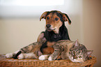 Hund und Katze