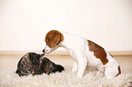 Hund und Katze