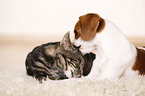 Hund und Katze