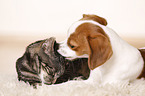 Hund und Katze