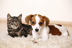 Hund und Katze