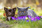 Hund und Katze