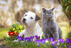 Hund und Katze