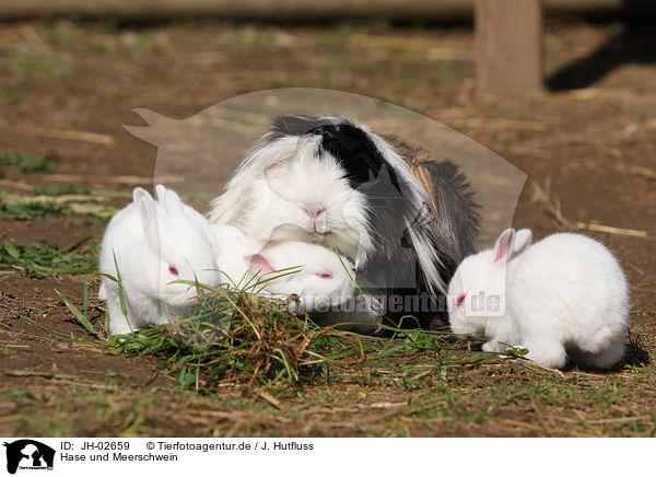 Hase und Meerschwein / JH-02659