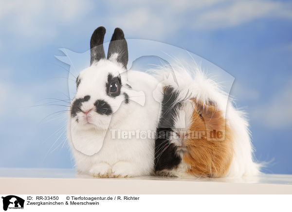 Zwergkaninchen & Meerschwein / dwarf rabbit and guinea pig / RR-33450