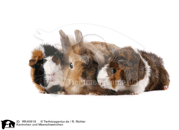 Kaninchen und Meerschweinchen / rabbit and guinea pigs / RR-60618