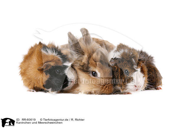 Kaninchen und Meerschweinchen / RR-60619