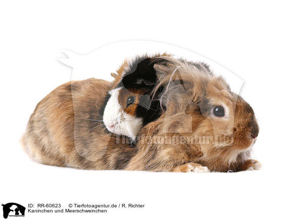 Kaninchen und Meerschweinchen / rabbit and guinea pig / RR-60623