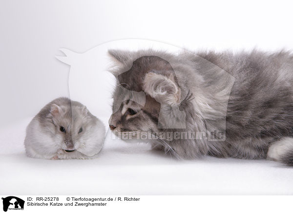 Sibirische Katze und Zwerghamster / Siberian cat and dwarf hamster / RR-25278