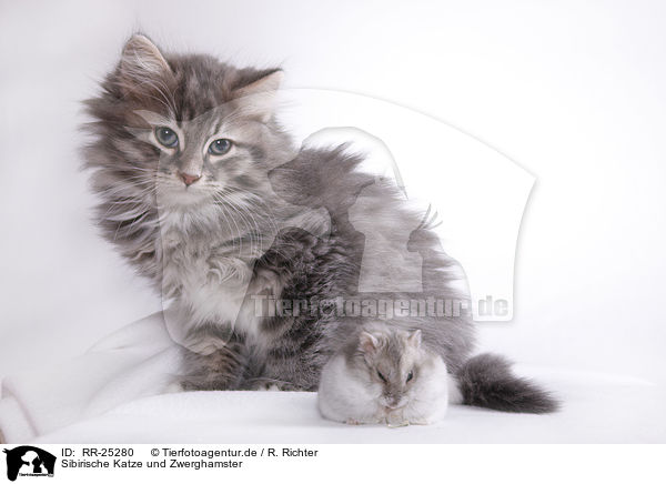 Sibirische Katze und Zwerghamster / RR-25280