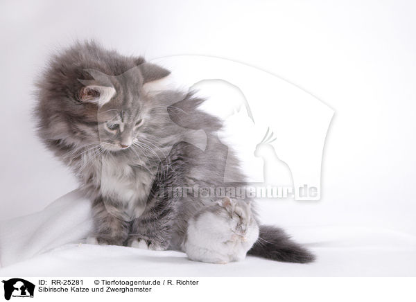 Sibirische Katze und Zwerghamster / Siberian cat and dwarf hamster / RR-25281