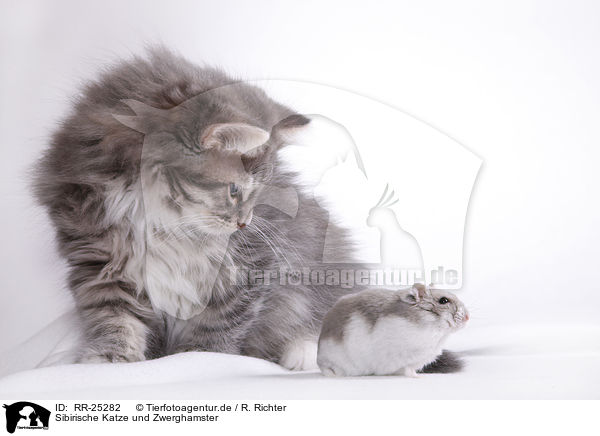 Sibirische Katze und Zwerghamster / Siberian cat and dwarf hamster / RR-25282