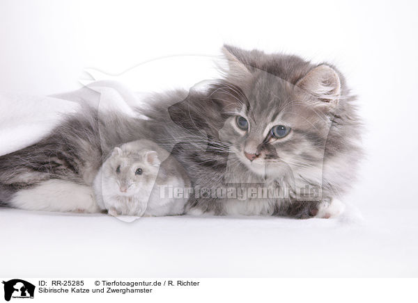 Sibirische Katze und Zwerghamster / Siberian cat and dwarf hamster / RR-25285