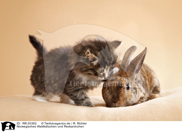 Norwegisches Waldktzchen und Rexkaninchen / Norwegian Forest Cat and bunny / RR-30362